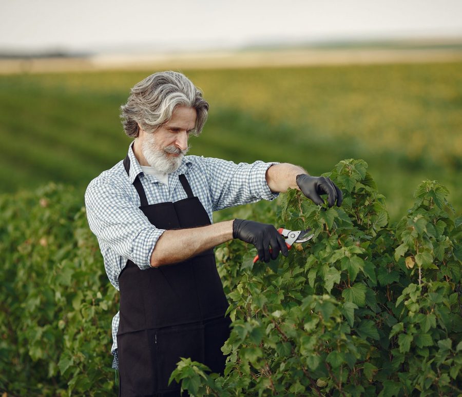 man-trimming-bough-brush-senior-black-apron